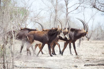 Fototapeten Antilope Mythical sable antelope  © DaiMar