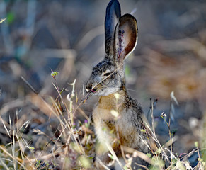 A Bunny munching grass