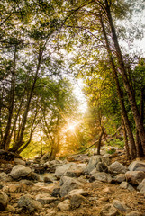 Sunset though the trees