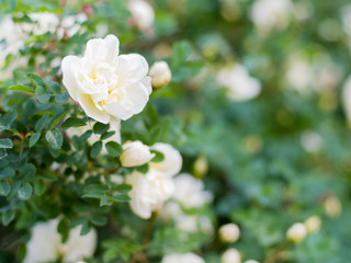 Obraz na płótnie Canvas White rose bush close-up on a blurred background.