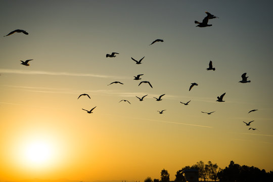 Birds off to the sunset