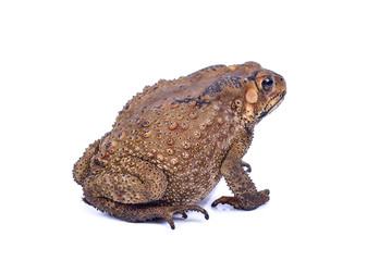 Toad Isolated on White Background