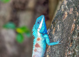 Colorful chameleon on the trees
