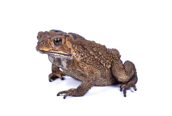 Toad Isolated on White Background
