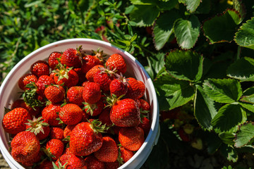 Bowl of freshly picked red strawberries in a farm field. © olegmayorov