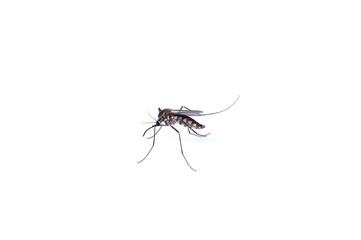 A close-up or macro of a Mosquito on a white background