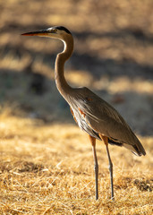 Great blue heron, seen in the wild in North California 