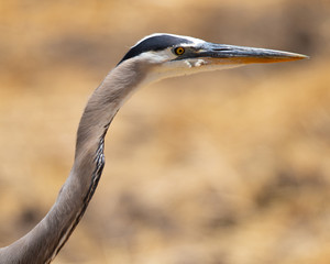 Great blue heron, seen in the wild in North California 