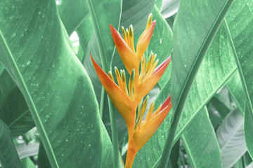 Golden Torch Heliconia  or Blooming bird of paradise flower with green leaf background