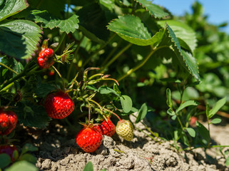 Fresh strawberry on the bush growth at the farm.