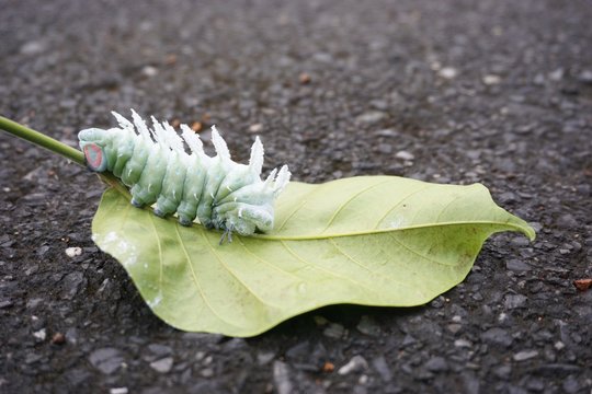 worm of Atlas moth