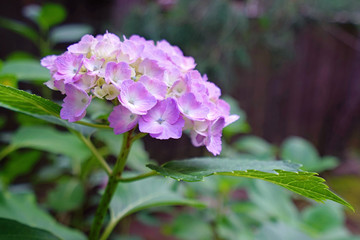 Purple hydrangea flower with green leaves in Japan outdoor garden