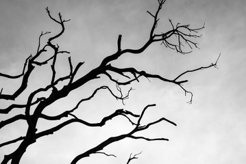 Fototapeta na wymiar Branches in the Sky