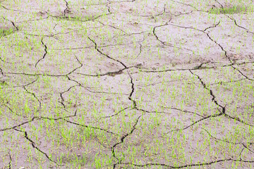 Dry soil caused by drought on rice fields.