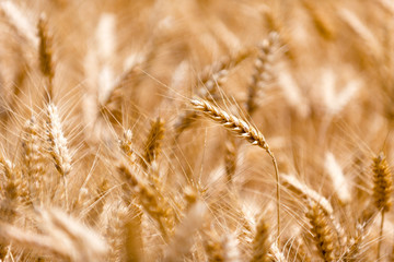 Wheat Field