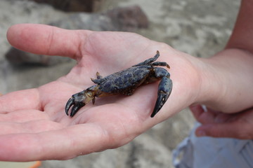 Obraz premium The jaguar round crab (Xantho poressa) on a female hand against a background of a sea coast close-up.