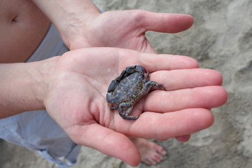 The jaguar round crab (Xantho poressa) on a female hand against a background of a sea coast close-up.
