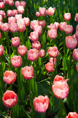 Obraz premium Pink bright tulip flowers in green grass