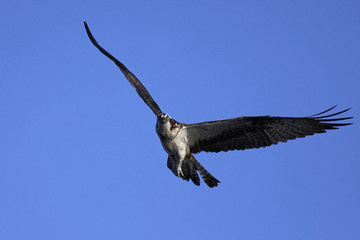 Osprey (Pandion haliaetus)