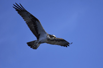 Fototapeta premium Osprey (Pandion haliaetus)