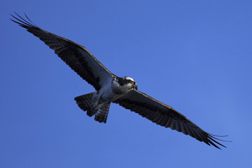 Osprey (Pandion haliaetus)