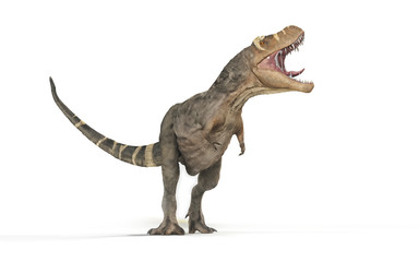 Tyrannosaurus Rex on white background -