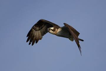 Osprey (Pandion haliaetus)