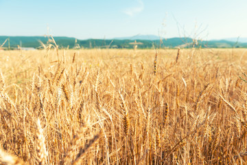 Farm wheat fields