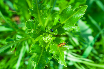 Insect bug garden pest, the cabbage flea beetle Phyllotreta cruciferae in the green leaves of the young fuck the summer
