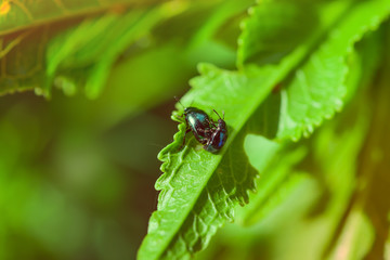 Insect bug garden pest, the cabbage flea beetle Phyllotreta cruciferae in the green leaves of the young fuck the summer

