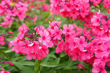 Phlox paniculata pink flowers in garden