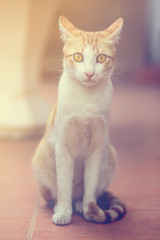 Portrait of a cat looking at camera, vintage style.