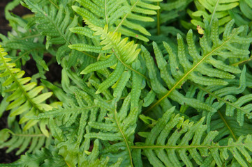 Polypodium cambricum foliage of fern green plant background 