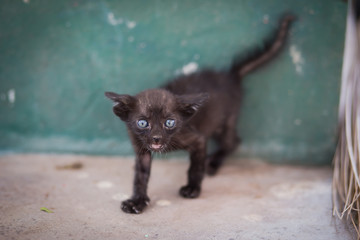 Black stray cat, with sad eyes and slim body.