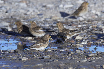 Twite (Linaria flavirostris)