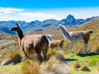 Ecuador Cuenca llamas at the Cajas park - obrazy, fototapety, plakaty