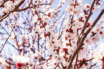 flowering trees in early spring close-up, on a sunny  day