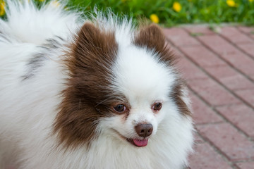 Pet cute fluffy Pomeranian breed dog white with brown spots close-up
