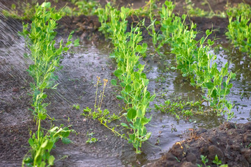 watering peas in the spring in the garden