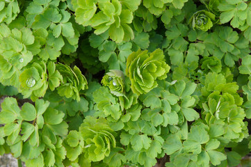 Aquilegia vulgaris columbine green leaves foliage