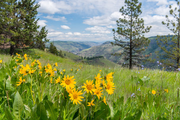 Fototapeta premium Wildflowers at the Joseph Canyon Viewpoint, Wallowa Whitman National Forest