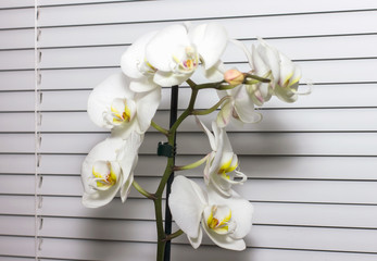 white orchid room on a window on a white blinds