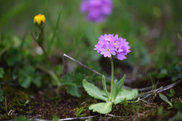 mountain purple flower