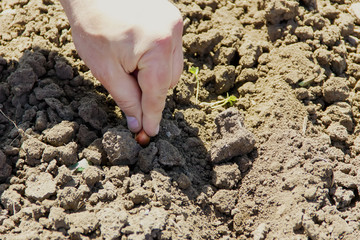 onion planting in early spring. Hands plant a young onion