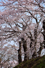 丘の上の満開の桜