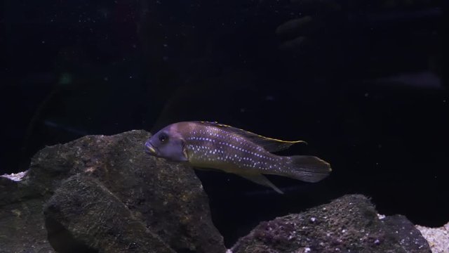 Malawi cichlid. Fish of the genus Cynotilapia in the aquarium