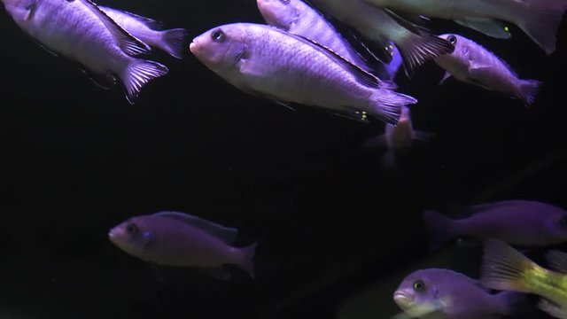 Yellow-tail Acei Cichlid Pseudotropheus aquarium fish