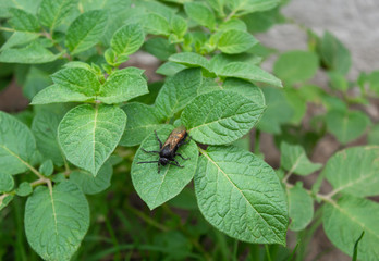 A large black wasp sits on the leaves of the potato
