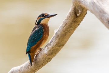 Juvenile kingfisher