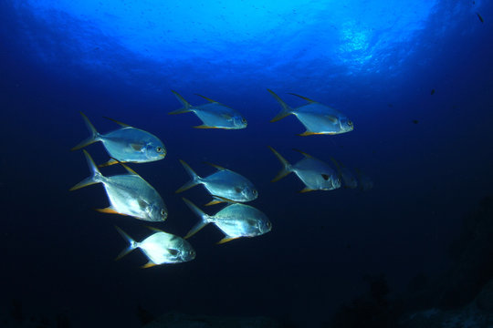 Fish underwater. Pompano fish in ocean 
